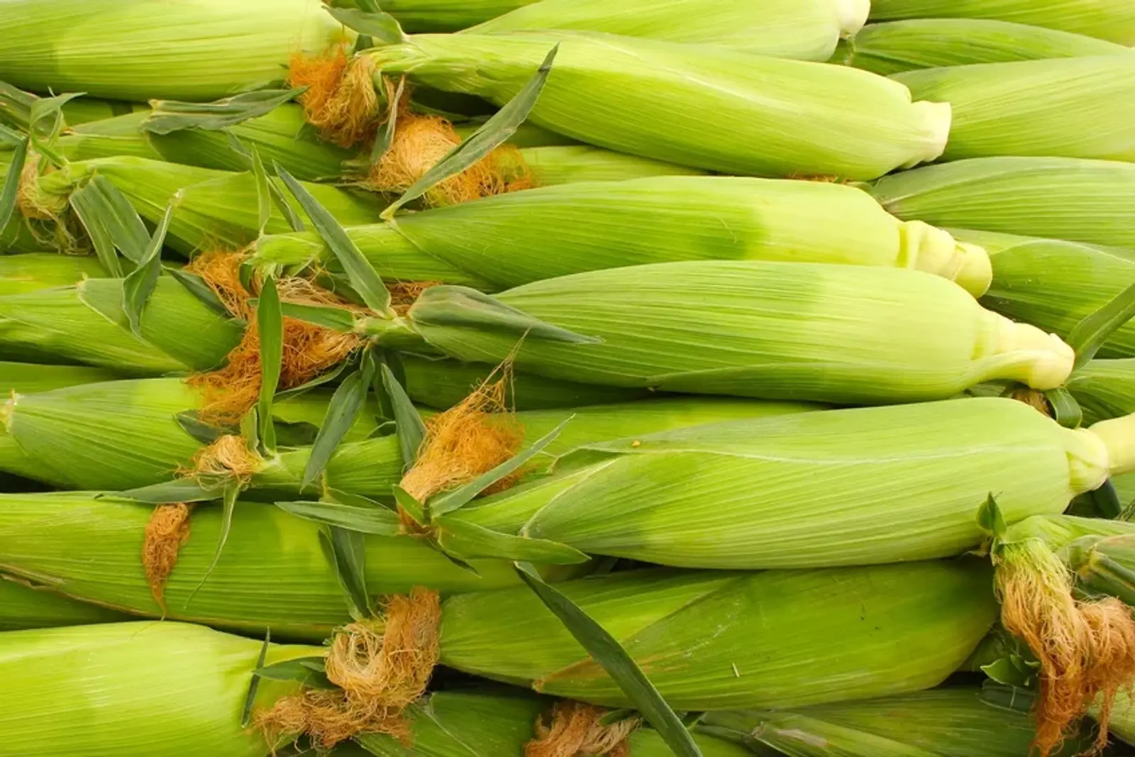 Internationaler Zuckermaisanbau