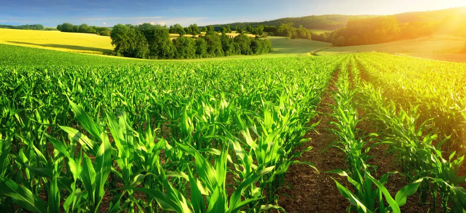 Frisch geernteter Schweizer Zuckermais